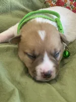 Randy, a male Jack Russell Terrier for sale in Corydon, IN – 2 of 9