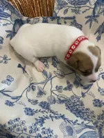 Cherry, a female Jack Russell Terrier for sale in Corydon, IN – 5 of 9