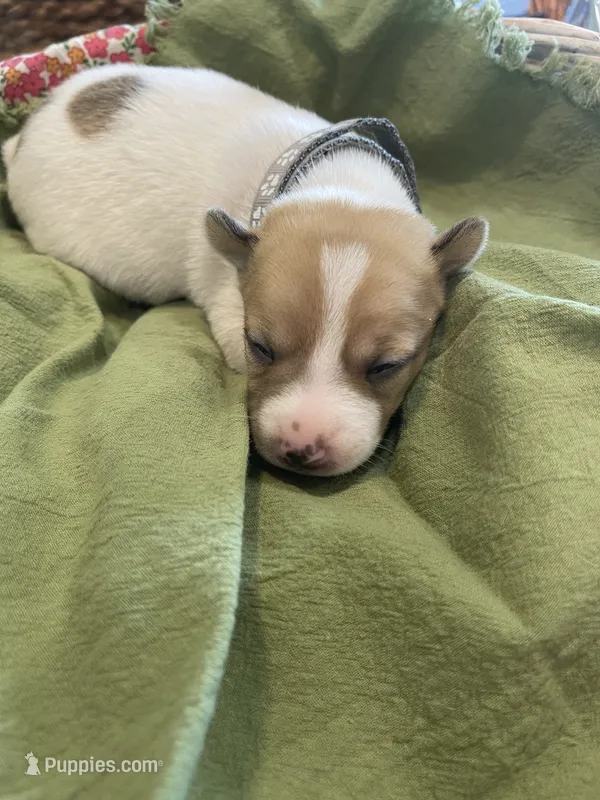 Sebastian  – Jack Russell Terrier puppy for sale in Corydon, IN