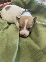 Sebastian , a male Jack Russell Terrier for sale in Corydon, IN – 1 of 9