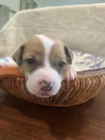 Cherry, a female Jack Russell Terrier for sale in Corydon, IN – 8 of 9