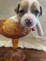 Cherry, a female Jack Russell Terrier for sale in Corydon, IN – 2 of 9
