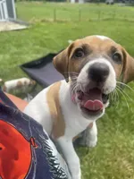 Breeze, a female Jack Russell Terrier for sale in Corydon, IN – 1 of 8