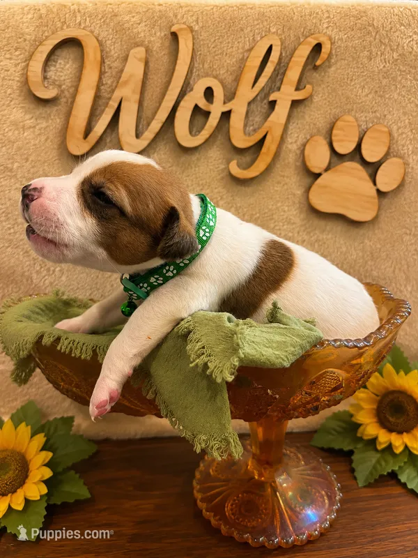 Wolf – Jack Russell Terrier puppy for sale in Corydon, IN