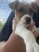Breeze, a female Jack Russell Terrier for sale in Corydon, IN – 5 of 8