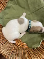 Hunter, a male Parson Russell Terrier for sale in Corydon, IN – 5 of 9