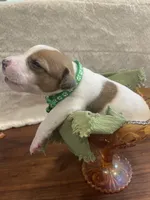 Wolf, a male Jack Russell Terrier for sale in Corydon, IN – 8 of 8