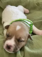 Randy, a male Jack Russell Terrier for sale in Corydon, IN – 5 of 9