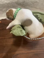 Wolf, a male Jack Russell Terrier for sale in Corydon, IN – 6 of 8