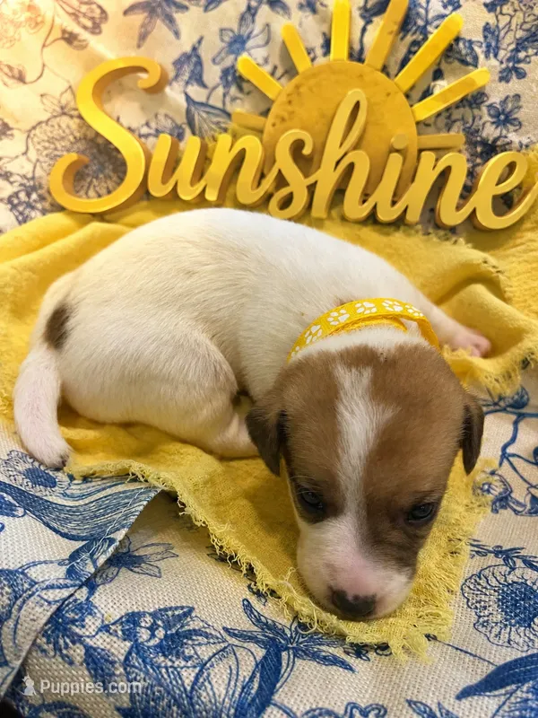 Sunshine – Jack Russell Terrier puppy for sale in Corydon, IN