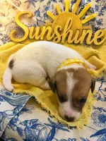 Sunshine, a female Jack Russell Terrier for sale in Corydon, IN – 1 of 10