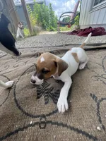 Breeze, a female Jack Russell Terrier for sale in Corydon, IN – 8 of 8