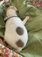 Nova , a male Jack Russell Terrier for sale in Corydon, IN – 7 of 9