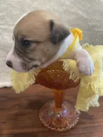 Sunshine, a female Jack Russell Terrier for sale in Corydon, IN – 10 of 10