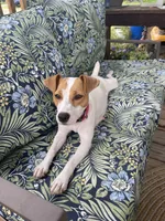 Breeze, a female Jack Russell Terrier for sale in Corydon, IN – 3 of 8