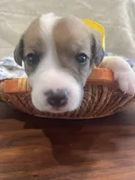 Sunshine, a female Jack Russell Terrier for sale in Corydon, IN – 3 of 10