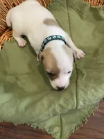 Hunter, a male Parson Russell Terrier for sale in Corydon, IN – 2 of 9
