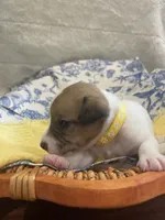 Sunshine, a female Jack Russell Terrier for sale in Corydon, IN – 6 of 10