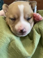 Sebastian , a male Jack Russell Terrier for sale in Corydon, IN – 5 of 9