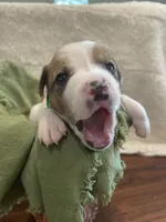 Wolf, a male Jack Russell Terrier for sale in Corydon, IN – 5 of 8
