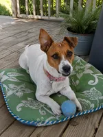 Sebastian , a male Jack Russell Terrier for sale in Corydon, IN – 9 of 9
