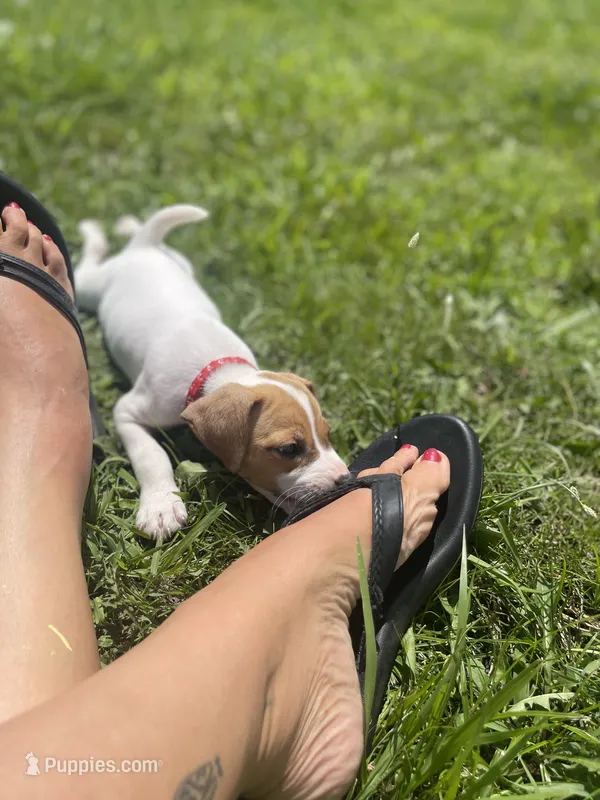 Cherry – Parson Russell Terrier puppy for sale in Corydon, IN