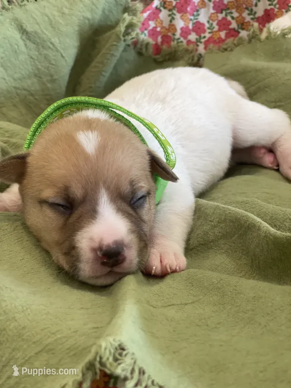 Randy – Jack Russell Terrier puppy for sale in Corydon, IN