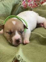 Randy, a male Jack Russell Terrier for sale in Corydon, IN – 1 of 9