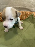Hunter, a male Parson Russell Terrier for sale in Corydon, IN – 6 of 9