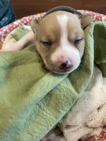 Sebastian , a male Jack Russell Terrier for sale in Corydon, IN – 4 of 9