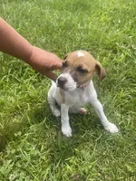 Breeze, a female Jack Russell Terrier for sale in Corydon, IN – 6 of 8