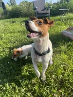 Randy, a male Jack Russell Terrier for sale in Corydon, IN – 9 of 9