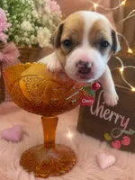 Cherry, a female Jack Russell Terrier for sale in Corydon, IN – 1 of 9