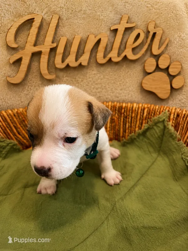 Hunter – Parson Russell Terrier puppy for sale in Corydon, IN