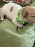 Randy, a male Jack Russell Terrier for sale in Corydon, IN – 6 of 9