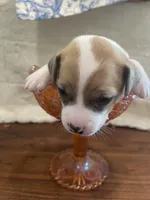 Cherry, a female Jack Russell Terrier for sale in Corydon, IN – 4 of 9