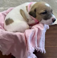 Breeze, a female Jack Russell Terrier for sale in Corydon, IN – 4 of 8