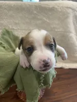 Wolf, a male Jack Russell Terrier for sale in Corydon, IN – 2 of 8
