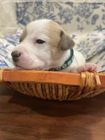 Hunter, a male Parson Russell Terrier for sale in Corydon, IN – 3 of 9