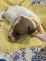 Sunshine, a female Jack Russell Terrier for sale in Corydon, IN – 4 of 10