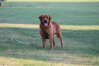 Breeze (ON HOLD), a female Golden Retriever and Labrador Retriever for sale in Thorp, WI – 7 of 7
