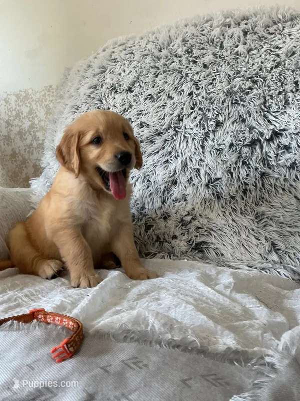 Tucker – Golden Retriever puppy for sale in Thorp, WI