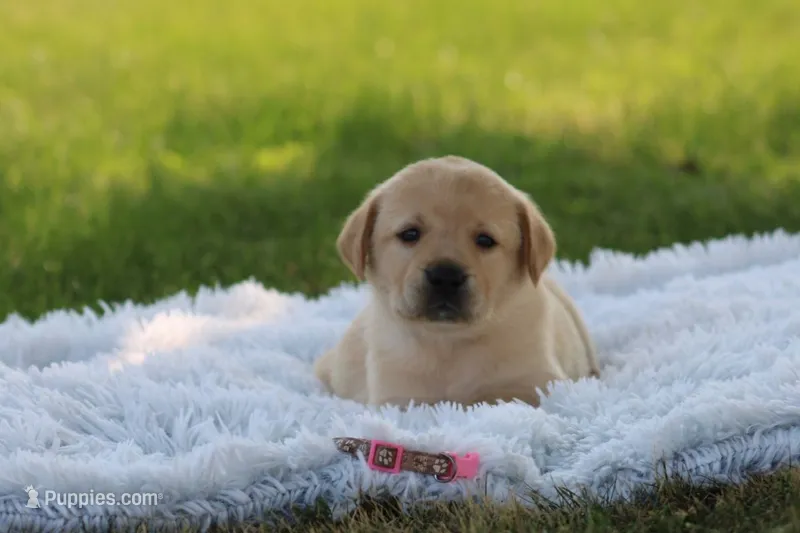 Fidget(pink collar) – Labrador Retriever puppy for sale in Thorp, WI