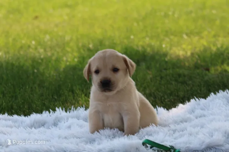 Ben (green collar) – Labrador Retriever puppy for sale in Thorp, WI