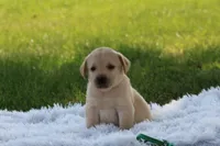 Ben (green collar), a male Labrador Retriever for sale in Thorp, WI – 1 of 4