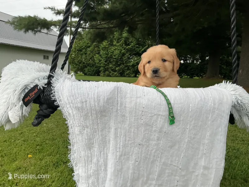 Thor – Golden Retriever puppy for sale in Thorp, WI