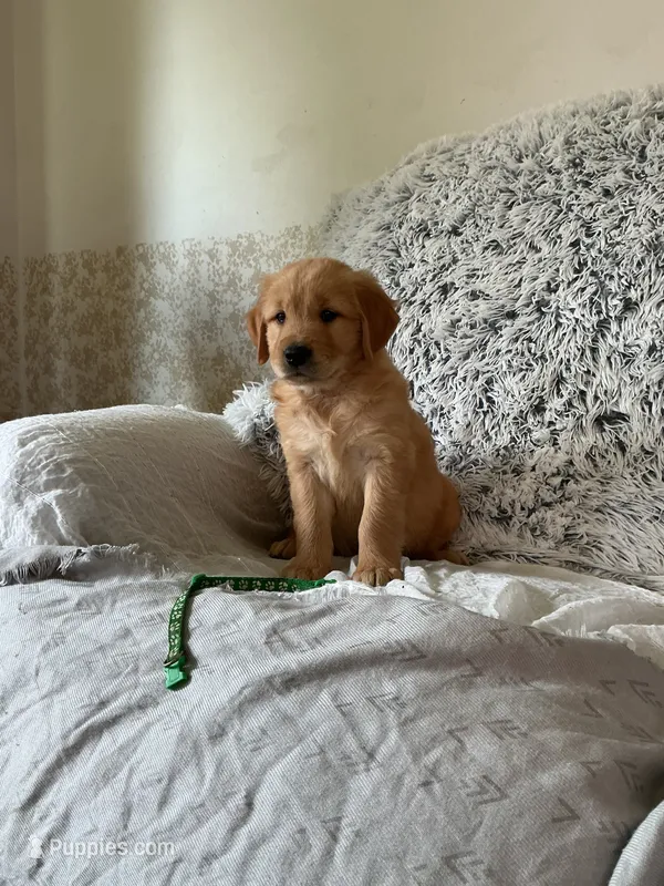 Thor – Golden Retriever puppy for sale in Thorp, WI