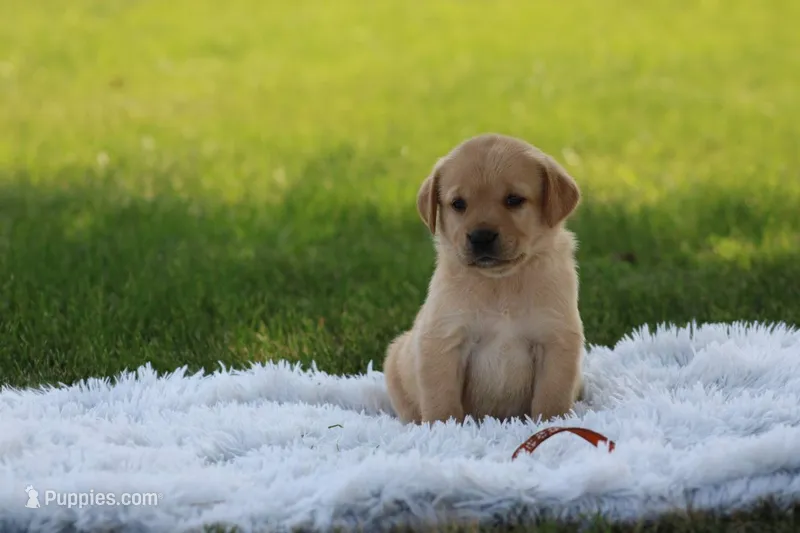 Fern(orange collar) – Labrador Retriever puppy for sale in Thorp, WI