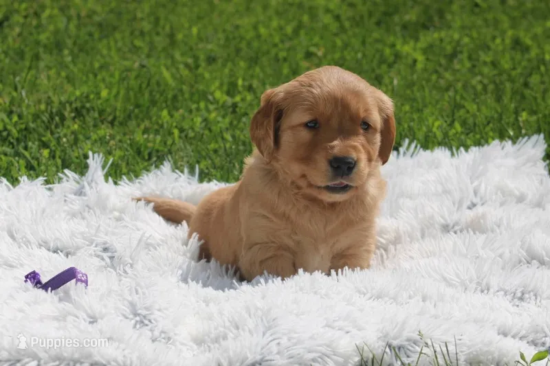 Jojo purple collar  – Golden Retriever puppy for sale in Thorp, WI