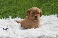 Jojo purple collar RESERVED, a female Golden Retriever for sale in Thorp, WI – 1 of 6